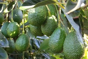 avokado | Fuengirolan | Fuengirolan