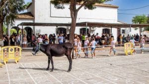 Aasinkakka | Fuengirola.fi | Fuengirola.fi