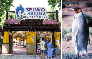 Selwo pimgviini | Fuengirola.fi | Fuengirola.fi