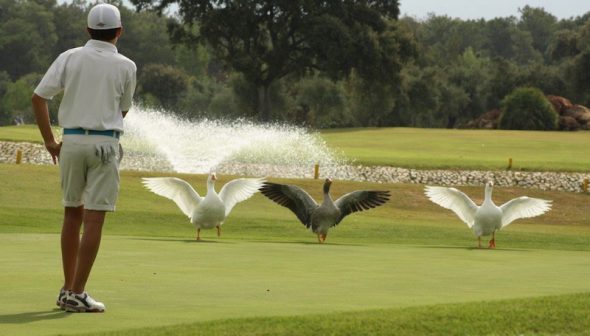 laurogolf-fotos-cisnes | Fuengirolan